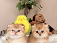 Golden British Shorthair Bebekler