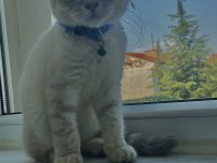 7 aylık erkek scottish fold