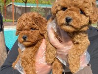 Tea Cup Orjinal Toy Poodle Yavrulari
