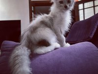 Safkan maine coon scr li