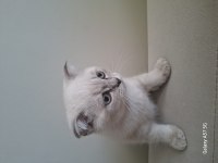 Yavru Scottish Fold Kedisi