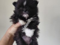Pomeranian parti color