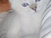 Silver point kedimiz