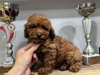 Cinsinin en iyisi köpeğimiz