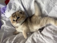 SAFKAN BİBLO SURAT GOLDEN BRİTİSH BEBEĞİM