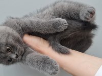 2 aylık british shorthair