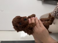 Toy Poodle Ev Ortamından