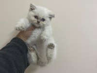 Teslime hazır a kalite bebek british shorthair