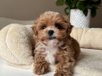 Kore Maltipoo