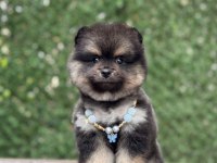 Uyguna renkli pomeranian