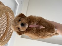party color maltipoo