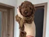 Harika Poodle Köpeği