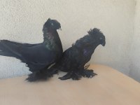 Bir takım ERP takım güvercin