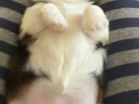 45 günlük shih tzu yavrular