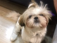 DİŞİ Shih-Tzu (Şitsu) LİYA