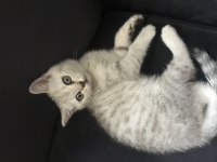 British shorthair 65 günlük yavru