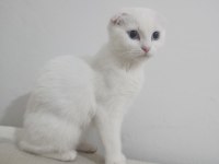 2 Adet Kedimiz 3 Aylık Aşıları Tam Tuvaleti Alışkın