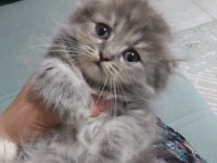 British shorthair