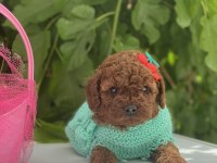 POODLE YAVRULAR YENİ YUVASINI BEKLİYOR