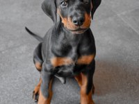 Son Derece Sağlıklı Ve Kaliteli Doberman Bebekler