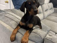 Herkesin Hayali Ama Kaliteli İnsanların Alabildiği Doberman