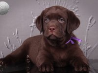 Şecereli Labrador Retriever