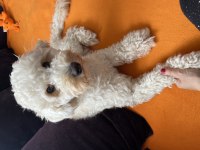 Maltipoo 1.5 yaşında erkek