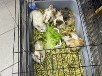 Yavru guinea pig