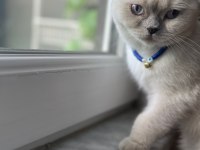 Dişi Scottish Fold Kedimi Sahiplendiriyorum