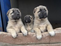 Kaliteli kangal yavruları