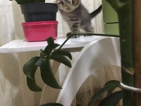 Bal suratlı scottish fold yavrumuza yeni yuva arıyoruz