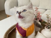 3 aylık dünyalar tatlısı ve oyuncu british shorthair