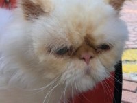 İRAN KEDİSİ BEHLÜL
