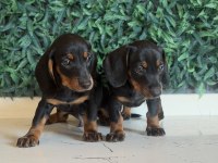 Klasik rengi ile mini dachshund