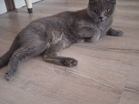 Dişi british shorthair