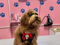 Maltipoo Yavrular