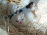 Shorthair İran Persian