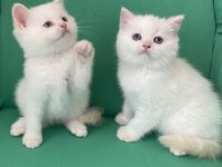 Safkan British Shorthair Bebeklerim