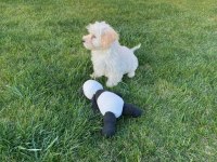 yavru dişi maltese terrier