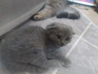 2 aylık scottish fold - blue point melezi