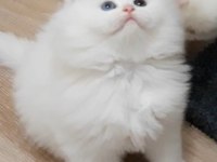 50 günlük British Longhair erkek ve dişi yavrular