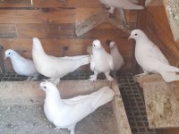 Bir Kümes Beyaz Güvercinler 81 İle Gönderim Olur