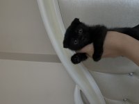 Uygun puanlı scottish fold