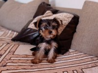 Erkek yorkshire terrier