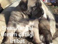 MERKEZ KANGAL ÜRETİM ÇIFTLIGINDEN SATILIK KANGALLAR