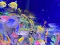 Tetra genetik