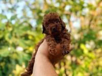 Dişi erkek sağlık garantili bebek surat toy poodle