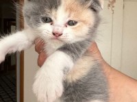 British shorthair bebeklerimize yeni yuva arıyoruz