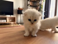 British longhair ve Scotish longhair yavrular BEYAZ