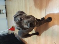 DEV CANE CORSO BLUE YAVRUMUZ DİŞİ